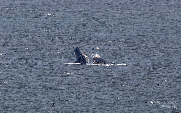 Pismo Beach-  Humpback Whale