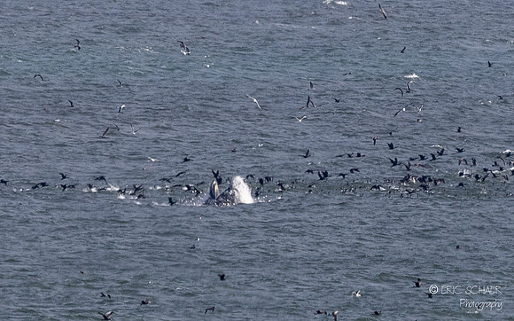 Pismo Beach-  Humpback Whale
