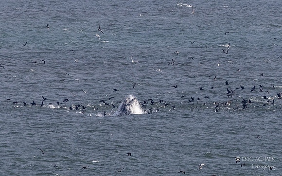 Pismo Beach-  Humpback Whale