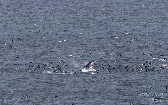 Pismo Beach-  Humpback Whale