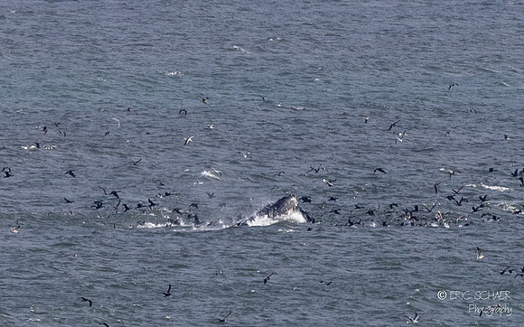 Pismo Beach-  Humpback Whale