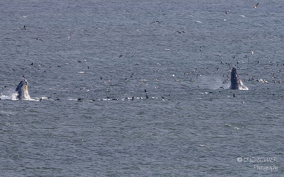 Pismo Beach-  Humpback Whale