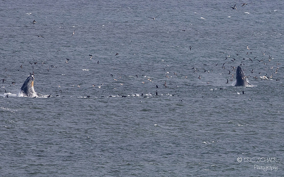 Pismo Beach-  Humpback Whale