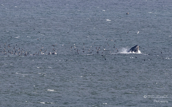 Pismo Beach-  Humpback Whale