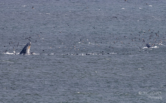 Pismo Beach-  Humpback Whale