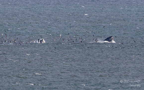 Pismo Beach-  Humpback Whale