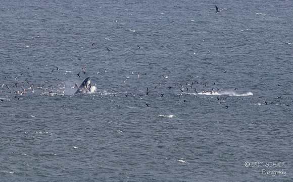 Pismo Beach-  Humpback Whale