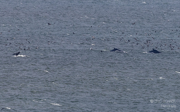 Pismo Beach-  Humpback Whale