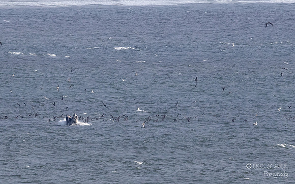 Pismo Beach-  Humpback Whale