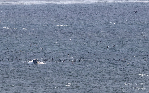Pismo Beach-  Humpback Whale