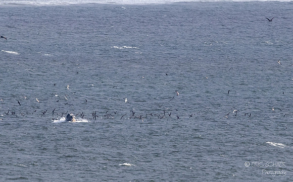 Pismo Beach-  Humpback Whale