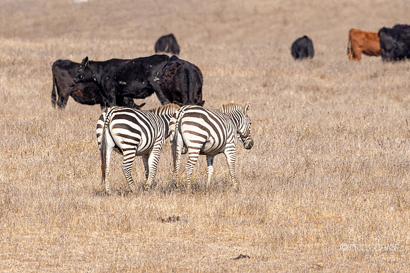 San Simeon- Hearst Castle farm- with Zebras