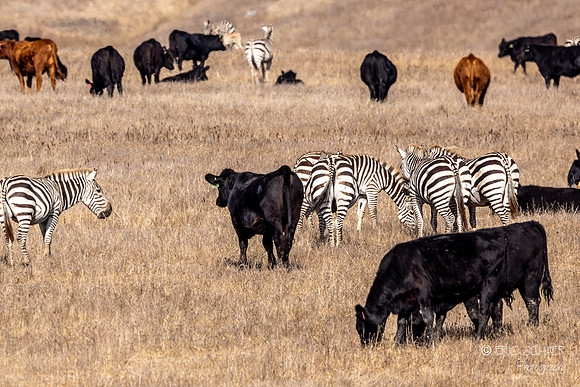 San Simeon- Hearst Castle farm- with Zebras