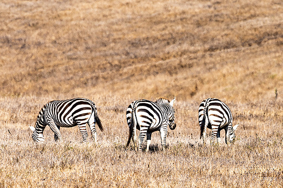 San Simeon- Hearst Castle farm- with Zebras