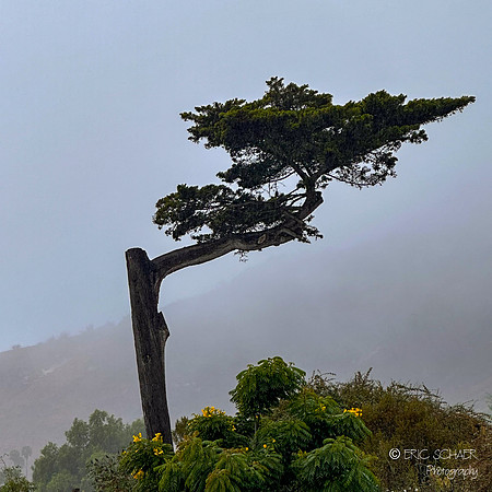 Shell Beach tree
