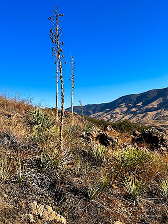 San Luis Obispo- Reservoir Canyon Natural Reserve