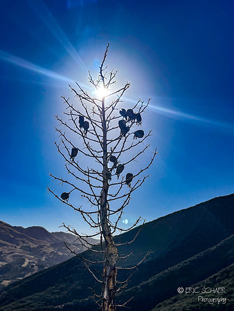 San Luis Obispo- Reservoir Canyon Natural Reserve