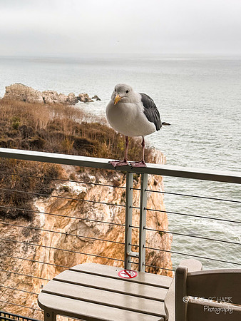 Pismo Beach- Inn at the Cove Western Gull