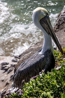 California- Pismo Beach