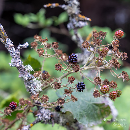 Blackberry- Discovery Park, Seattle Washington-