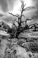 Burned Tree-Joshua Tree National Park- Mojave Desert California