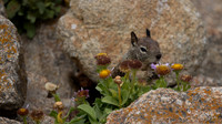 Carmel By The Sea-  California -5018