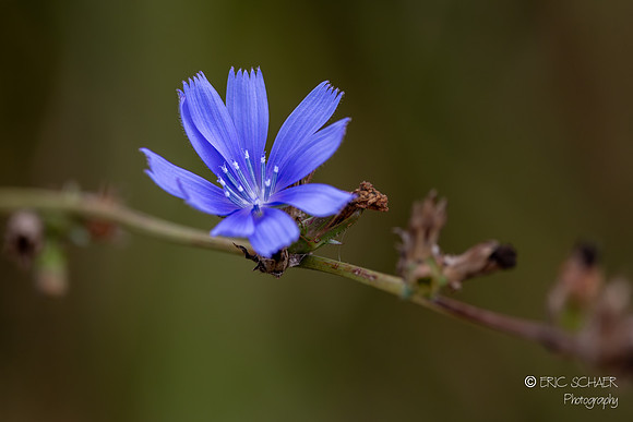 Chicory Blue Flower- Union Bay Natural Area- Seattle Washington