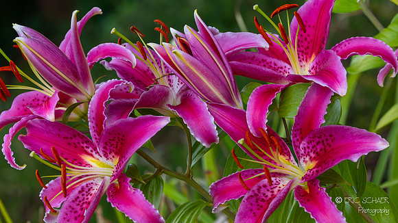 Lilly Flower- Bellevue Washington