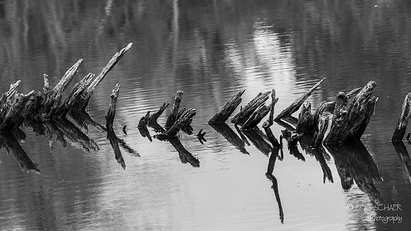 Pond- Union Bay Natural Area- Seattle Washington-6792