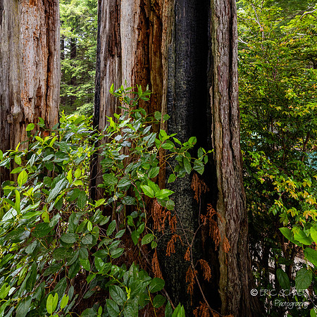 Trees of Mystery Redwoods- Klamath California -4739