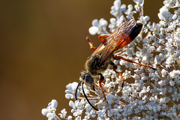 Wasp- Redmond Retention Pond, Redmond Washington-