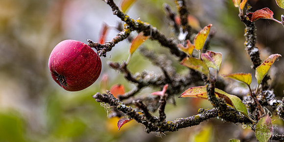 Wild Apple- Union Bay Natural Area- Seattle Washington