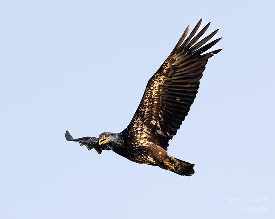 Adolescent Bald Eagle- Marymore Park, Redmond Washington