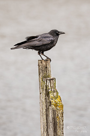 American Crow- Bellingham Washington-0286