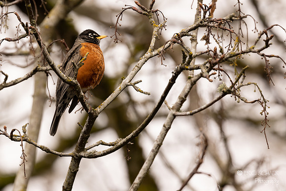 American Robin- Bellevue Washington-0369