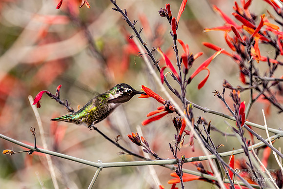 Anna's Hummingbird - Chuparosa Red Flowers- Anza Borrego Desert- Palm Desert California-