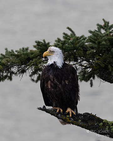 Bald Eagle- Hood River Oregon-