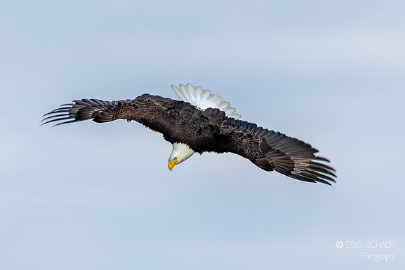 Bald Eagle- Union Bay Natural Area- Seattle Washington-2348