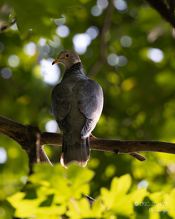 Band-Tailed Pigeon- Carkeek Park- Seattle Washington-