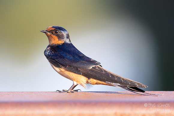 Barn Swallow- Mercer Slough Bellevue Washington-