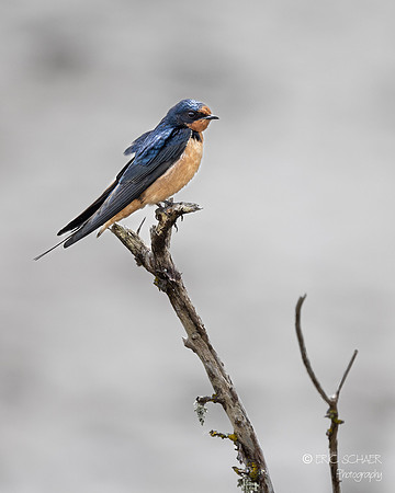 Barn Swallow- Nisqually National Wildlife Refuge, Olympia Washington-3652