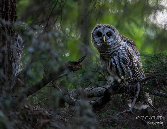 Barred Owl- Carkeek Park- Seattle Washington