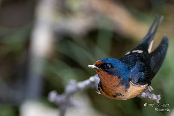 Barn Swallow- Nisqually National Wildlife Refuge, Olympia Washington-3705