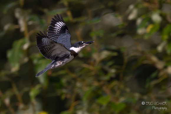 Belted Kingfisher- Redmond Retention Pond, Redmond Washington-5332