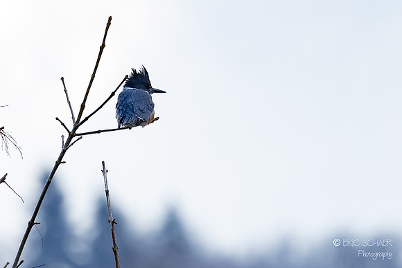 Belted Kingfisher- Union Bay Seattle-9305