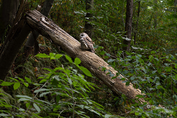 Barred Owl- Discovery Park, Seattle Washington-