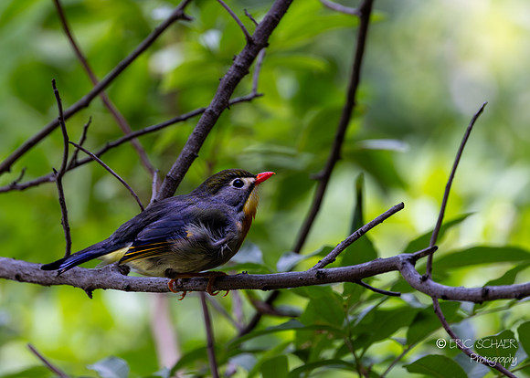 Red -Billed Leiothrix- Big Island Hawaii