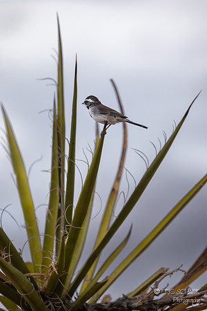 Black throated sparrow- Joshua Tree National Park, Mojave Desert-0585