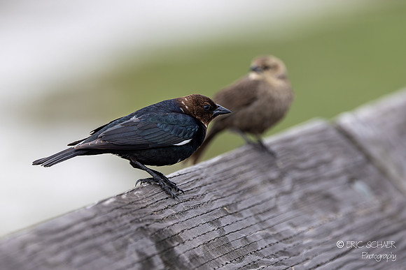 Brown-headed Cowbird- Nisqually National Wildlife Refuge, Olympia Washington-