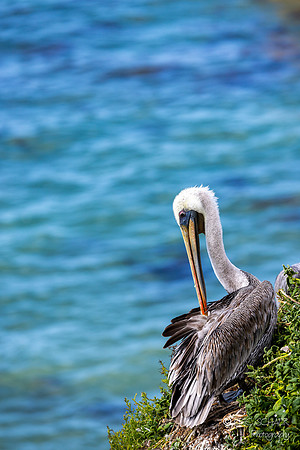 Brown Pelican- Pismo Beach California